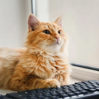 Chytrý studijní systém MyCat